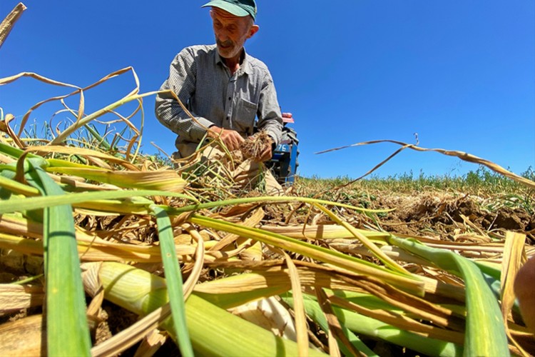 Coğrafi işaretli Taşköprü sarımsağında hasat başladı