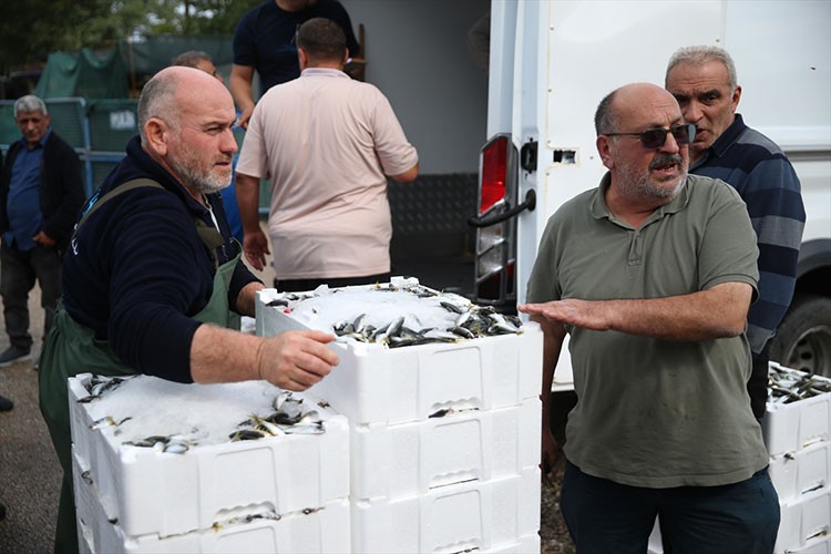 Ordu'da denize açılan balıkçıların yüzü istavritle gülüyor