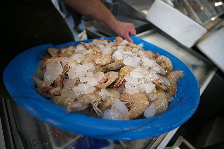 Jumbo karides balıkçıların yüzünü güldürüyor