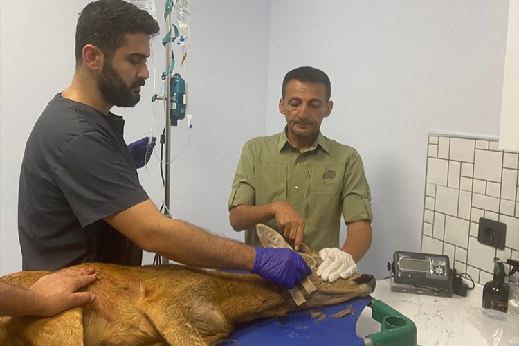 Aracın çarptığı yaralı karaca tedavi altına alındı