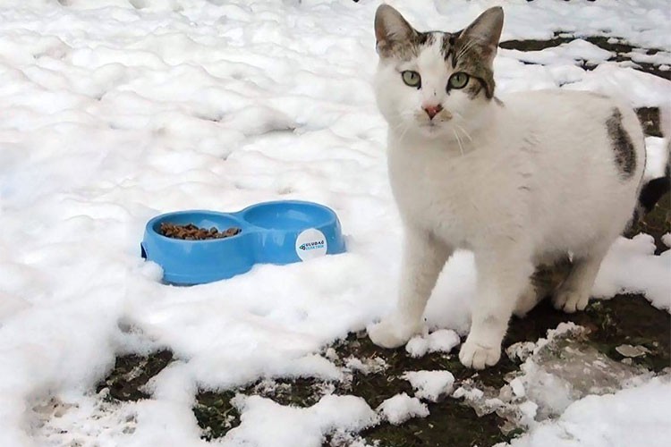Uludağ Elektrik yaz kış demeden sokak hayvanlarına destek oluyor