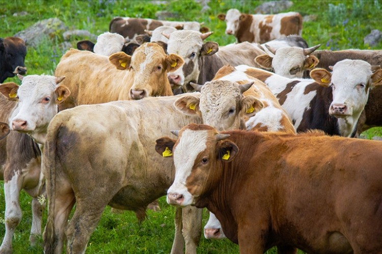 TARSİM 2023'te 19,7 milyon büyük ve küçükbaş hayvanı sigortaladı