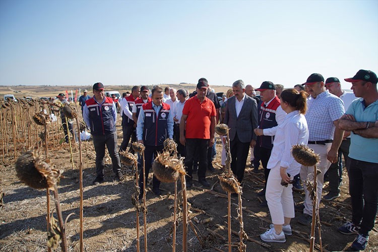 Edirne'de ayçiçeğinin kuraklığa dayanıklılığı ölçülüyor
