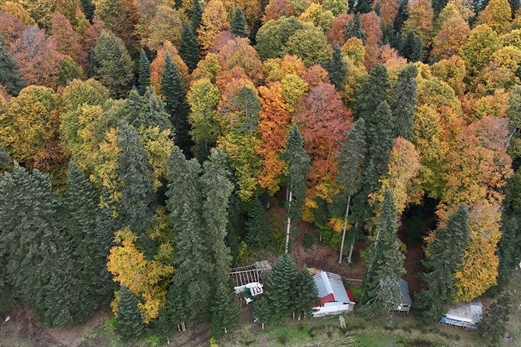 Düzce, Sakarya ve Bolu'da sonbaharın tonları doğayı renklendirdi