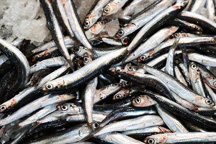 Hamsi ihracatı 2023'te yüzde 23 arttı