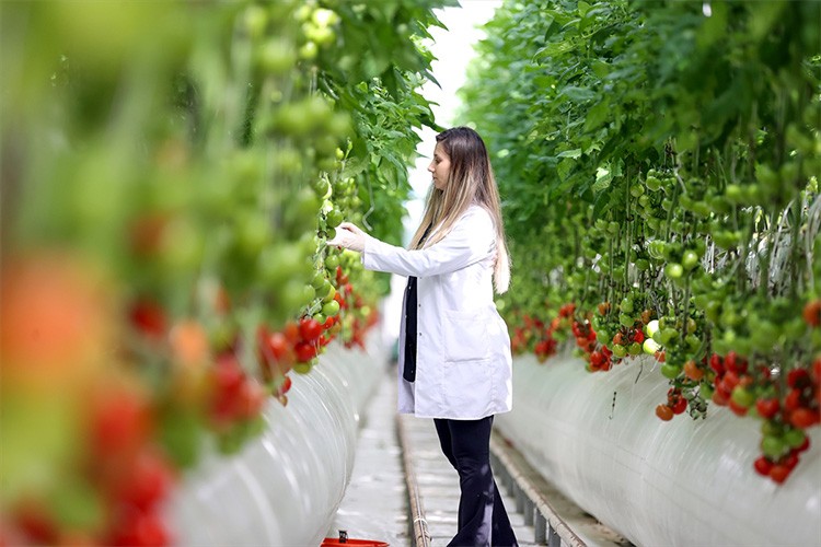 Isının kullanıldığı serada domates yetiştiriliyor