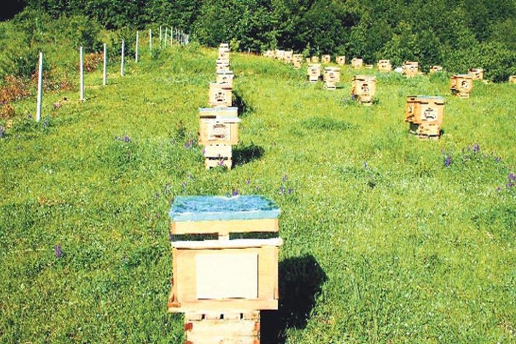 Organik arıcılık yapanlara 10 bin TL destek