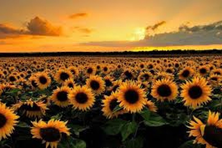 Ayçiçeği üretimimizi artırmamız şart