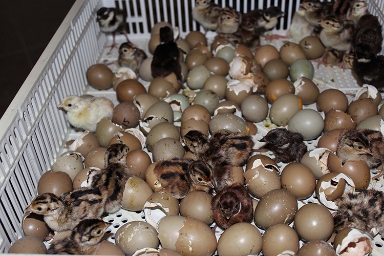 100 bin kanatlı doğaya salındı