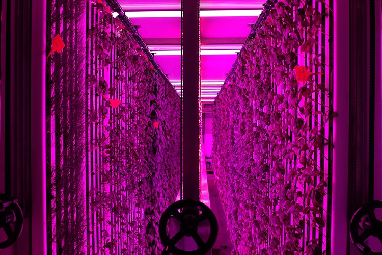 İGSAŞ ve Yeditepe Üniversitesi'nden dikey tarımda işbirliği