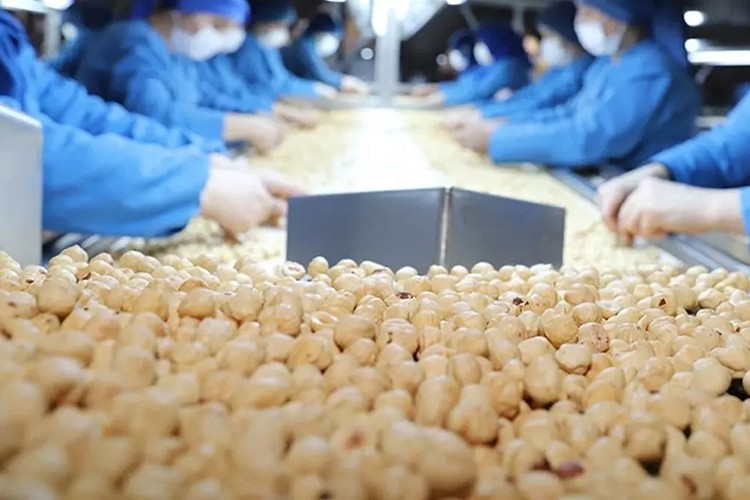 Fındık ihracatından 10 ayda 1,6 milyar dolar gelir