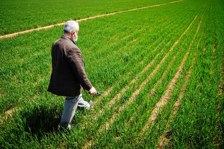 Buğday rekoltesini yağışlar belirleyecek