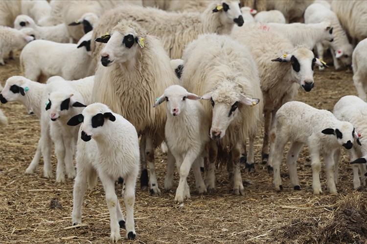 "Ülkemiz tam bir küçükbaş hayvancılık coğrafyası"