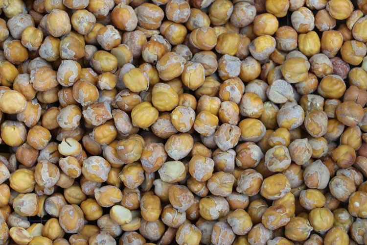 Ağın leblebisinin üretimi için bakteri kullanılacak