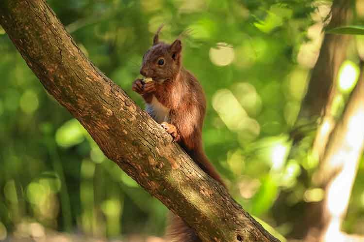 Vahşi doğanın hızına' Canon R5 yetişiyor