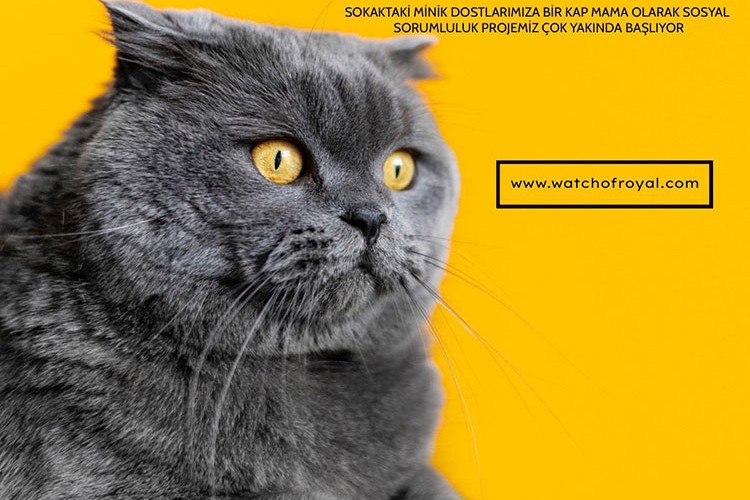 Watchofroyal'den minik dostlara 'bir kap mutluluk'