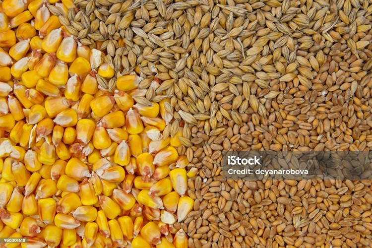 Arpa ve mısır ithalatında tarife yeniden belirlendi