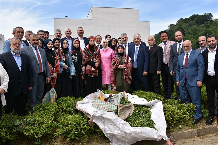 Trabzon'da 2025 yaş çay sezonu kampanyası açıldı