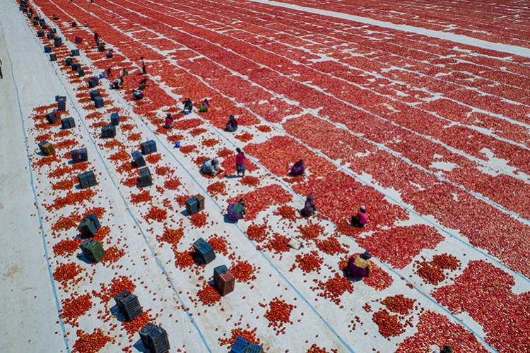 İhracatlıklar güneşte