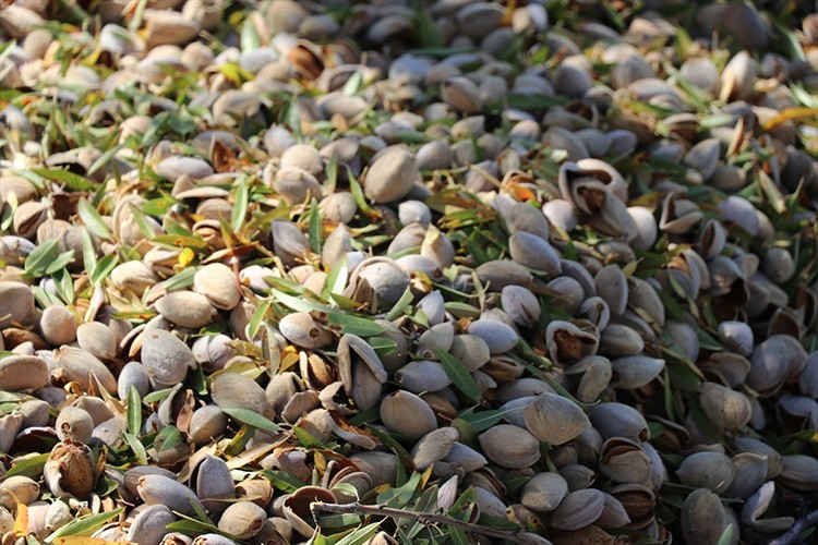 Atıl arazilerin dönüştürüldüğü badem bahçelerinde hasat zamanı