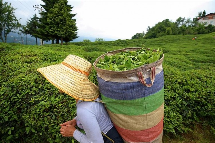 Çay ihracatından 20 milyon 444 bin 962 dolar gelir elde edildi