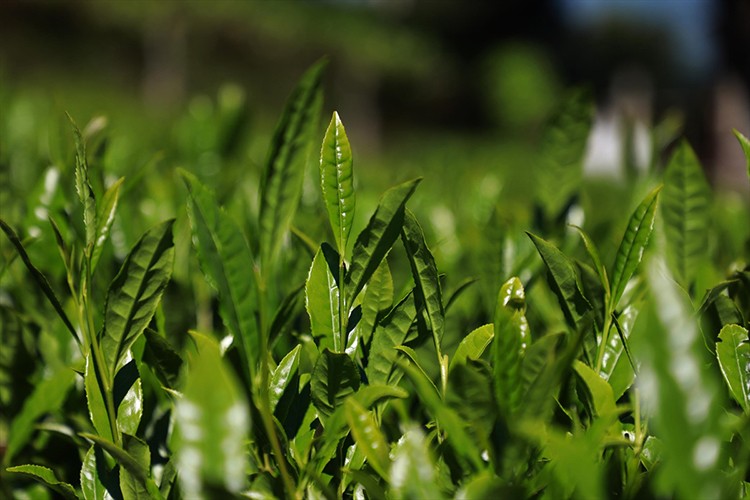 Doğu Karadeniz'de  yaş çay hasadı başlıyor
