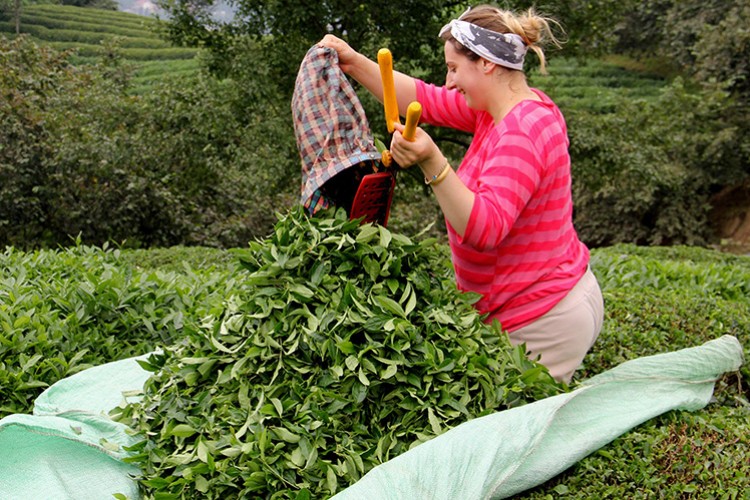 179 bin ton çay satın aldı