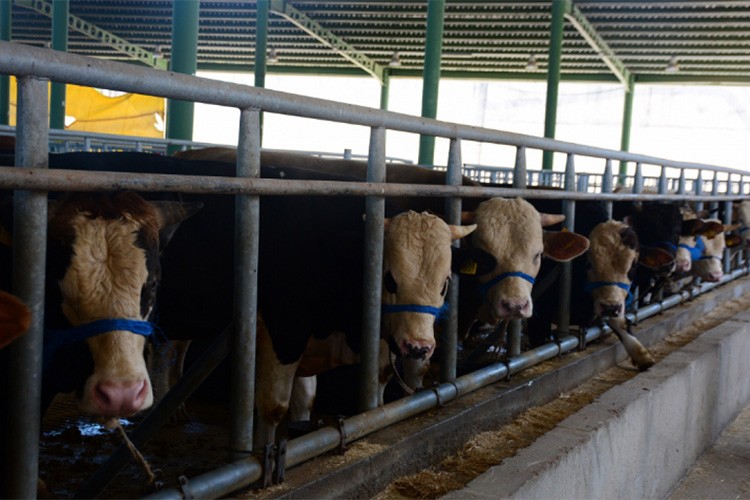 Zincir marketlerde kurbanlık satışı başladı