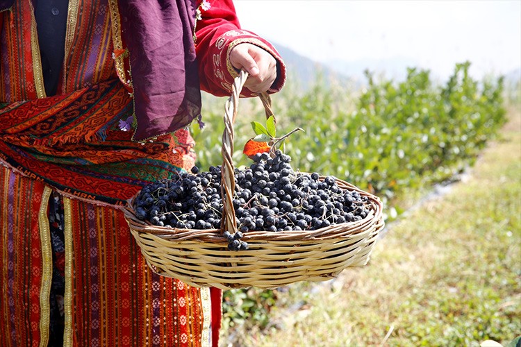Antalya'da aronya meyvesinin hasadı başladı