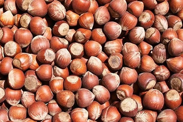 Türk fındığı 2025'te 122 ülkede alıcı buldu