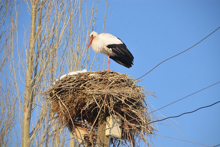 Yüksekova'da göç etmeyen leyleklere köylüler sahip çıkıyor