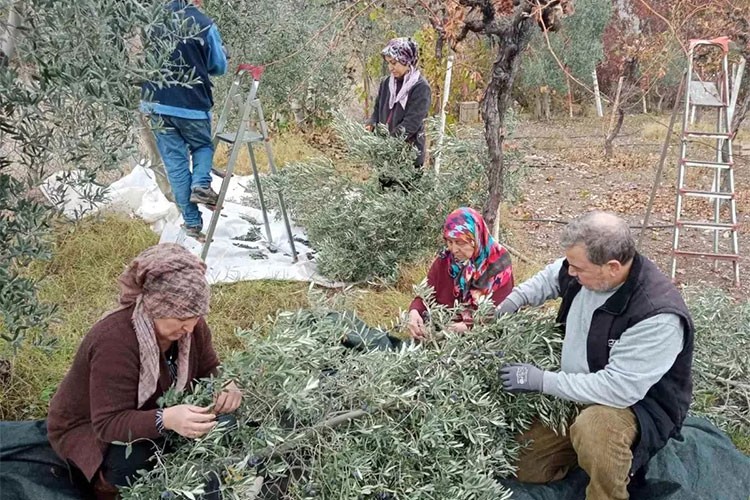 Sarıcakaya'da zeytin hasadı zirveye ulaştı