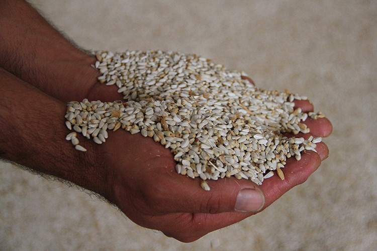 Kayseri'de aspir hasadından 200 milyon lira kazanç bekleniyor