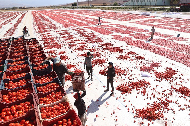 3 arkadaş kuru domateste 500 ton ihracat hedefliyor