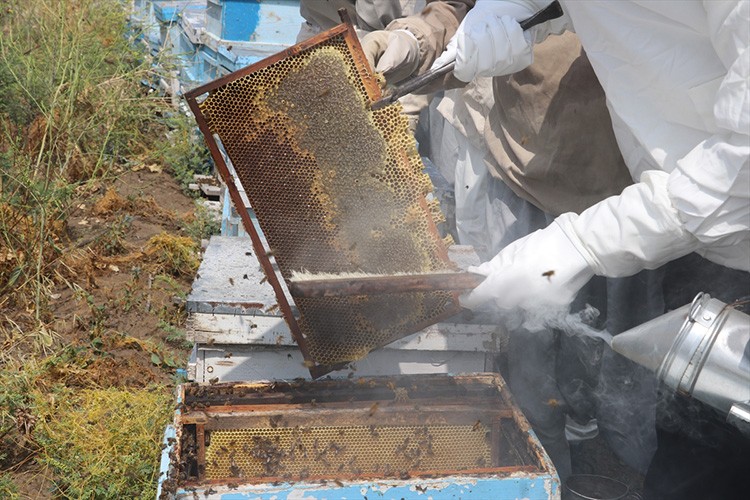 Adana'da üreticiler bal üretimini artırıyor