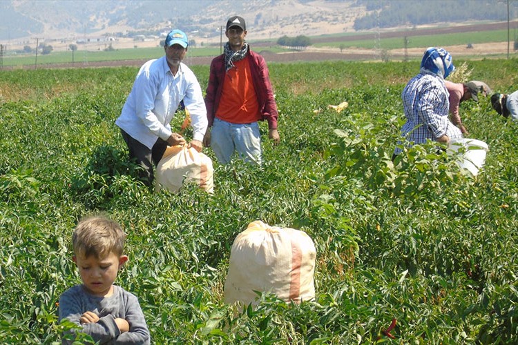 Gaziantep'te sofralık kırmızı biber hasadı başladı