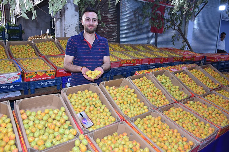 Yaş kayısının ihracat değeri arttı