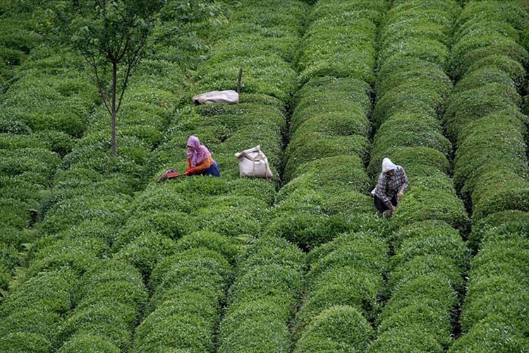 Rize'den yapılan çay ihracatı 5,5 milyon doları aştı