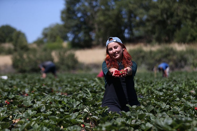 Yöresinin en genç organik çilek üreticisi oldu