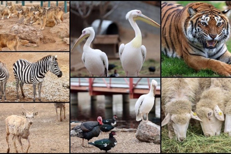 Kayseri'deki hayvanat bahçesi bir yılda 450 bin kişiyi ağırladı