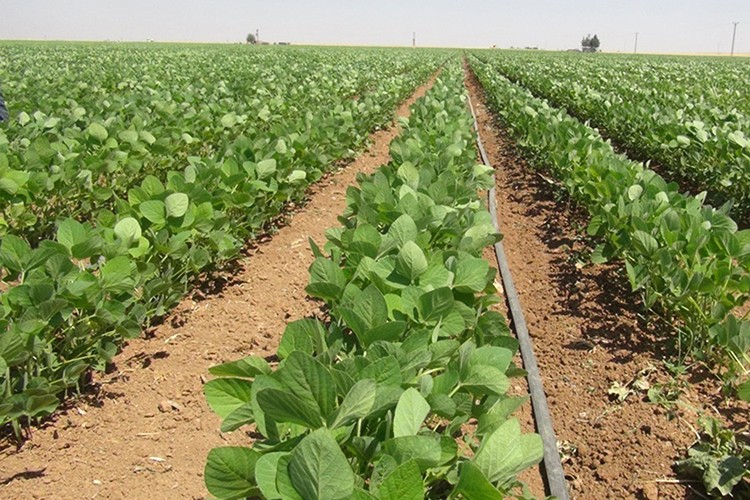 Çiftçiler kuraklık nedeniyle soya fasulyesine yöneldi