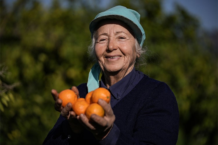 Gümüldür mandalinası dalında satıldı