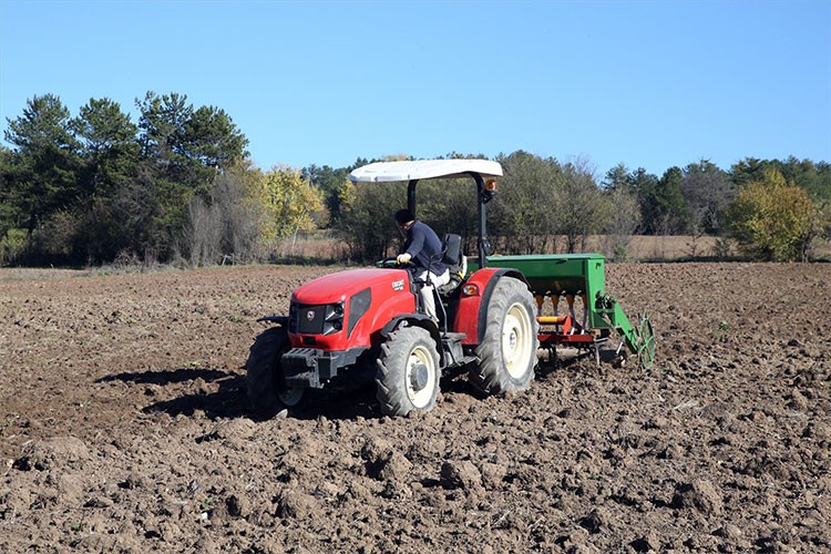 Kastamonu'da 12 bin yıllık siyez buğdayı ekimi başladı
