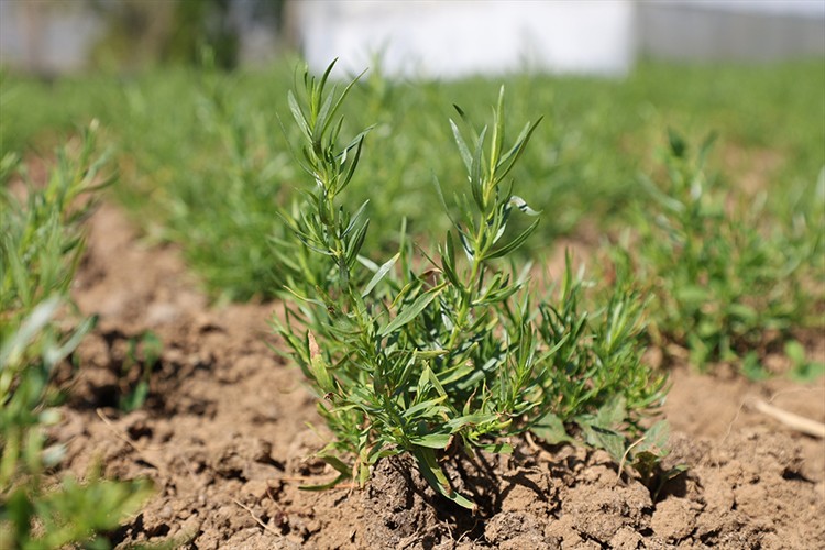 Coğrafi işaret, "Bayburt tarhunu"na ihracat yolunu açtı