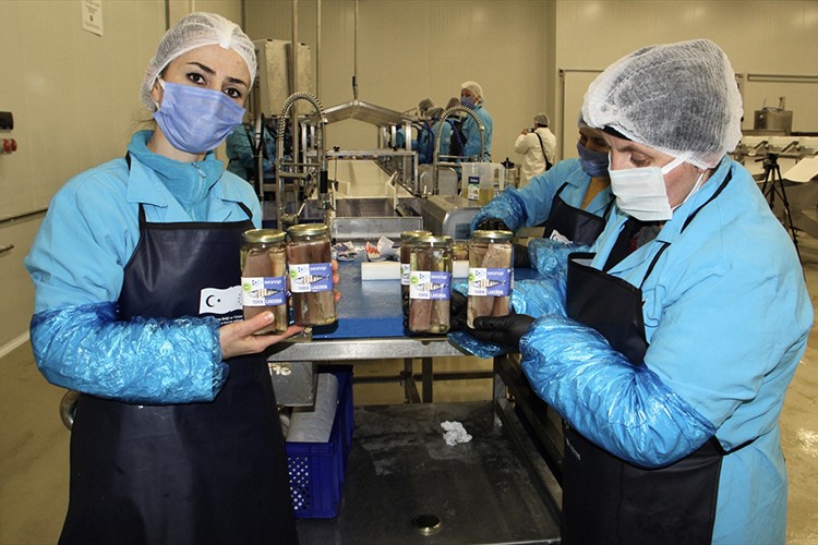 Sinop'ta coğrafi işaretli lakerda üretimine başlandı