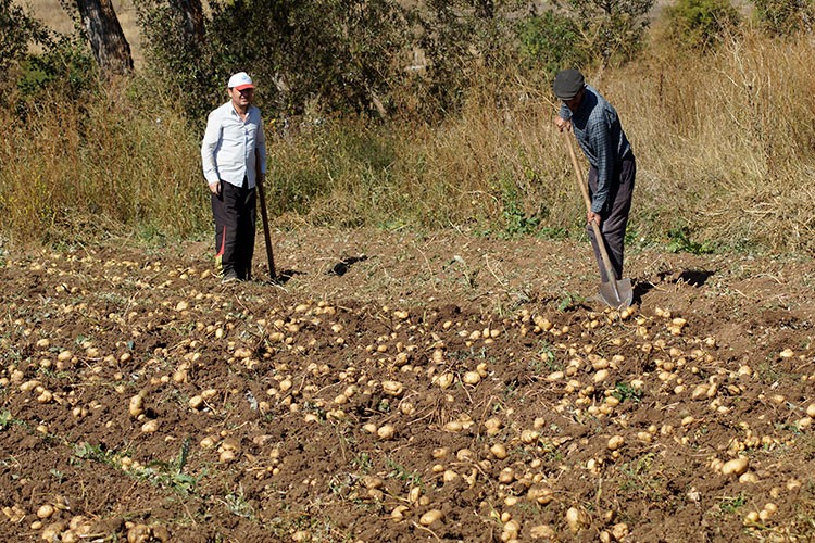 Tokat'ta "Başçiftlik beyazı"nın hasadı başladı