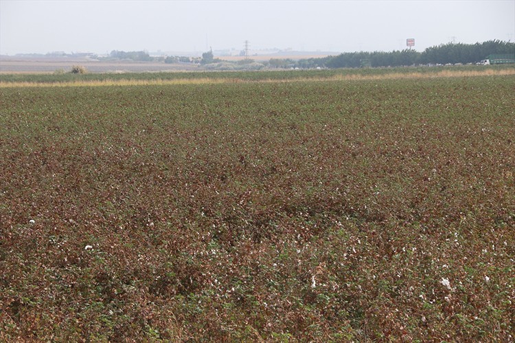 GAP ile suya kavuşan topraklar bereketlendi