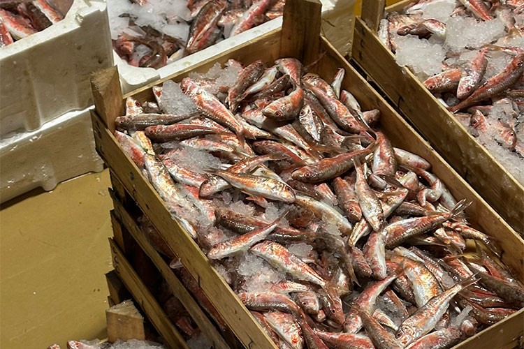 Ingredy'den restoranlara özel ilk canlı balık mezati