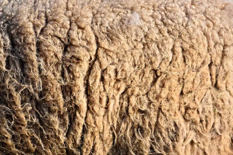 Yapağı satışı yapılacak