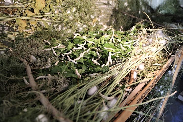 Kadınların yeni geçim kaynağı oldu